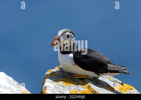 Atlantic Puffin, Isle of Noss, Schottland, Shetland Islands Stockfoto