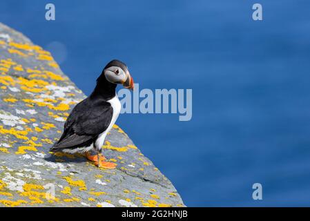 Puffin auf den Klippen der Isle of Noss, Schottland, Shetland Islands Stockfoto