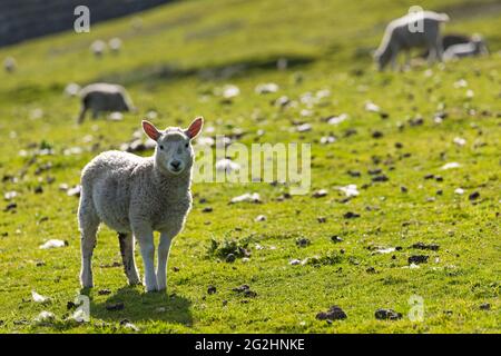 Schafe auf der Isle of Bressay, Schottland, Shetland-Inseln Stockfoto
