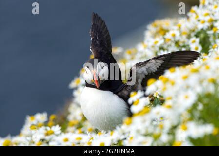 Puffin in Kamillenblüten, Sumburgh Head, Schottland, Shetland Islands Stockfoto