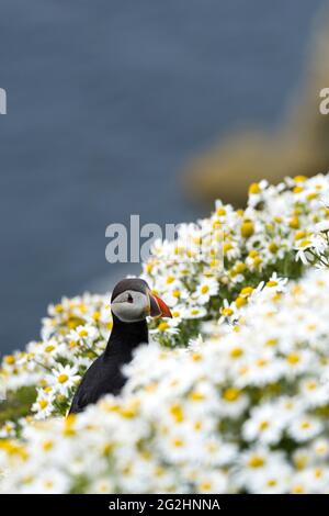 Puffin in Kamillenblüten, Sumburgh Head, Schottland, Shetland Islands Stockfoto