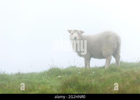 Schafe im Nebel, Hermaness Nature Reserve, Isle of Unst, Schottland, Shetland Islands Stockfoto