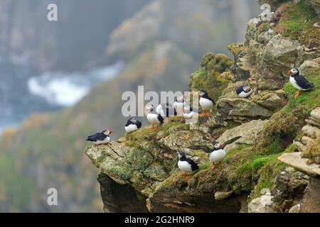 Atlantic Puffin Group, Hermaness Nature Reserve, Isle of Unst, Schottland, Shetland Islands Stockfoto