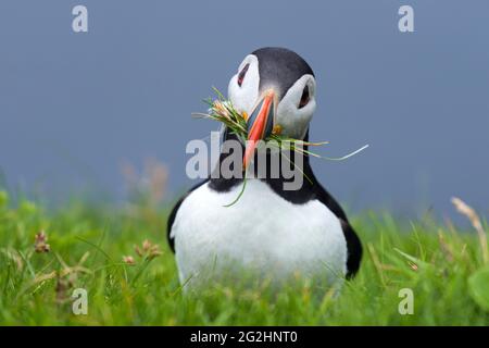 Atlantic Puffin, Hermaness Nature Reserve, Isle of Unst, Schottland, Shetland Islands Stockfoto