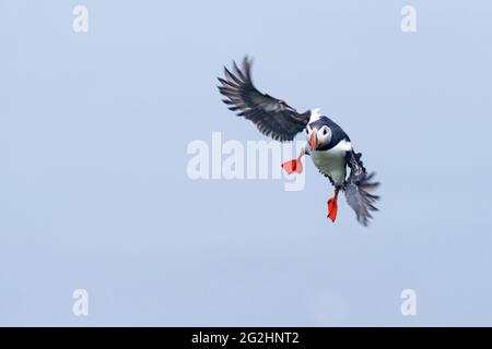 Atlantic Puffin, Hermaness Nature Reserve, Isle of Unst, Schottland, Shetland Islands Stockfoto