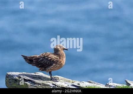 Skua, großartige sku, Isle of Noss, Schottland, Shetland-Inseln Stockfoto