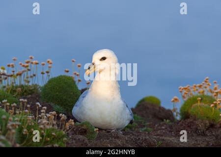 Fulmar in Sumburgh Head, Schottland, Shetland Islands Stockfoto