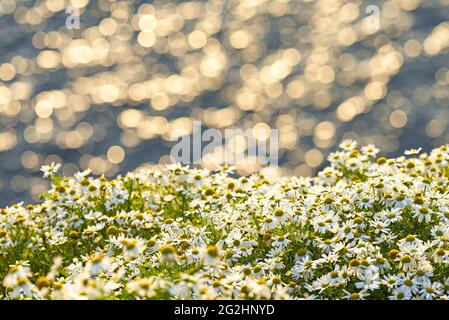 Kamillenblumen und glitzerndes Meer, Sumburgh Head, Schottland, Shetland Islands Stockfoto