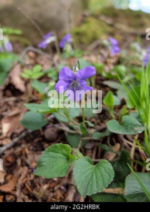 Das duftende Veilchen (Viola odorata) Stockfoto