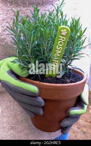 Gärtner mit Rosmarintopf (Rosmarinus officinalis) Stockfoto