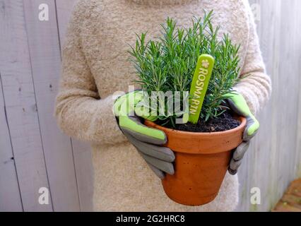 Gärtner mit Rosmarintopf (Rosmarinus officinalis) Stockfoto