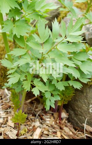 Liebstöckel, Maggi-Kraut (Levisticum officinale) Stockfoto