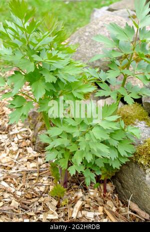 Liebstöckel, Maggi-Kraut (Levisticum officinale) Stockfoto