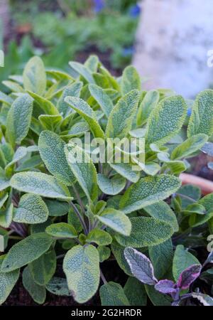 Gelber Salbei (Salvia officinalis 'Icterina') Stockfoto