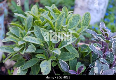 Gelber Salbei (Salvia officinalis 'Icterina') und dreifarbiger Salbei (Salvia officinalis 'Tricolor') Stockfoto