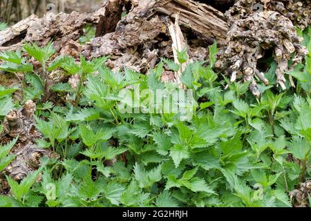 Brennnessel (Urtica) und Totholz im Naturgarten Stockfoto