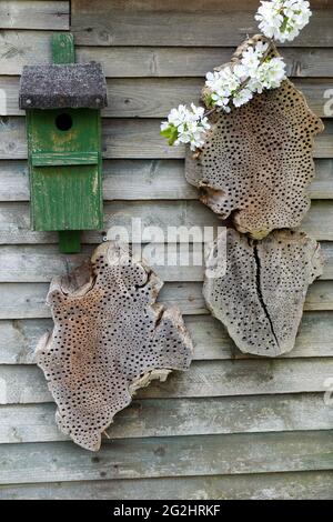 Nisthilfe: Vogelhaus und Insektenhotel aus gebohrtem Holz Stockfoto