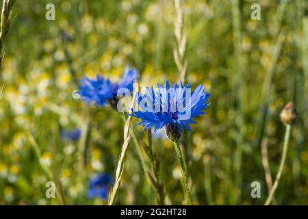 Blaue Kornblumen in einem Wildblumenfeld in Schleswig-Holstein. Stockfoto