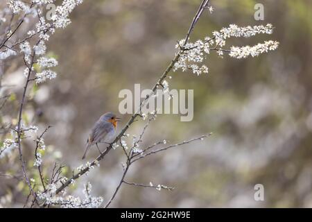 Europäischer Robin Erithacus rubecula, Vogel des Jahres 2021 Stockfoto