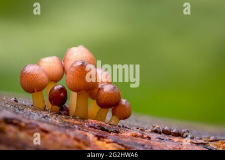 Nahaufnahme von Pilzen auf einem toten Baumstamm Stockfoto