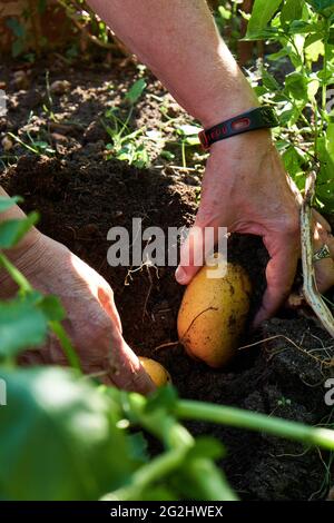 Kartoffelernte im Hochbeet Stockfoto