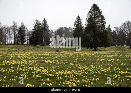 Die Narzissenblüte im Jura Stockfoto