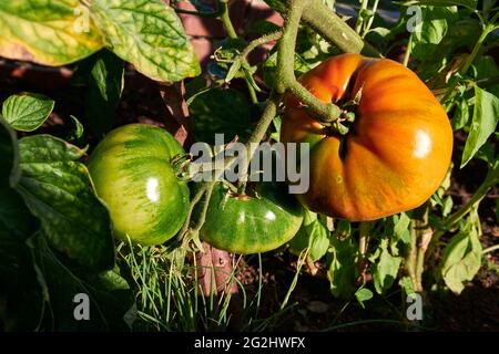 Grüne Tomaten im Hochbett Stockfoto