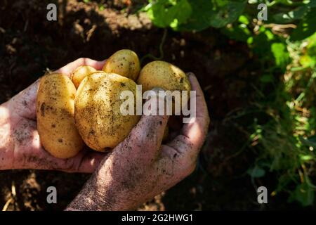 Kartoffelernte im Hochbeet Stockfoto