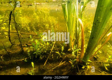 Leben im Bach und Teich Stockfoto