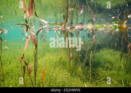 Leben im Bach und Teich Stockfoto