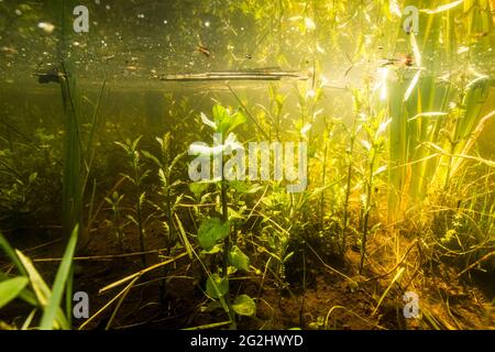 Leben im Bach und Teich Stockfoto