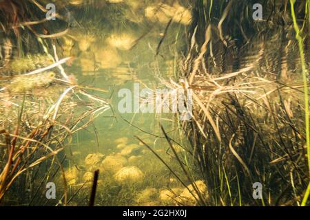 Leben im Bach und Teich Stockfoto