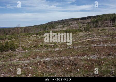 Kranker Wald und Schnittbäume im Taunus Stockfoto