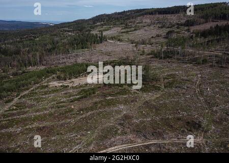 Kranker Wald und Schnittbäume im Taunus Stockfoto