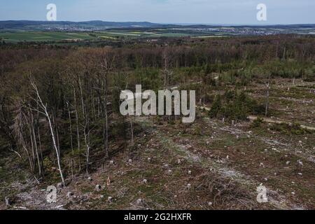 Kranker Wald und Schnittbäume im Taunus Stockfoto