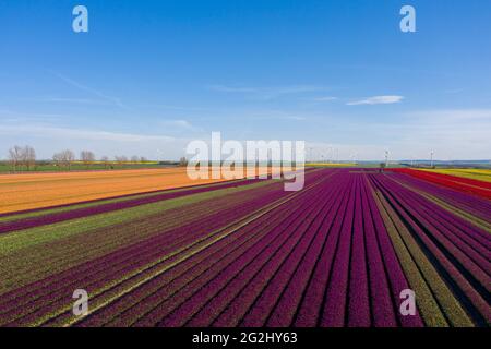 Tulpenfelder, Windturbinen am Horizont, Schwaneberg, Sachsen-Anhalt, Deutschland Stockfoto