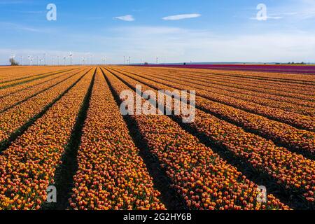 Tulpenfelder, Windturbinen am Horizont, Schwaneberg, Sachsen-Anhalt, Deutschland Stockfoto