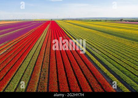 Tulpenfelder, Windturbinen am Horizont, Schwaneberg, Sachsen-Anhalt, Deutschland Stockfoto