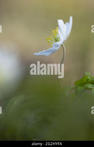 Anemonoides nemorosa, Anemone nemorosa, Holzanemone, verschwommener Hintergrund Stockfoto