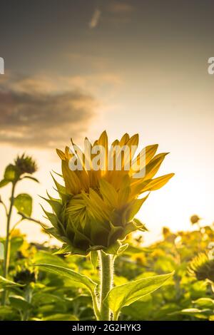 Eine gelbe Sonnenblumenblüte öffnet sich im Abendlicht der Sonne, dem Sonnenblumenfeld. Stockfoto