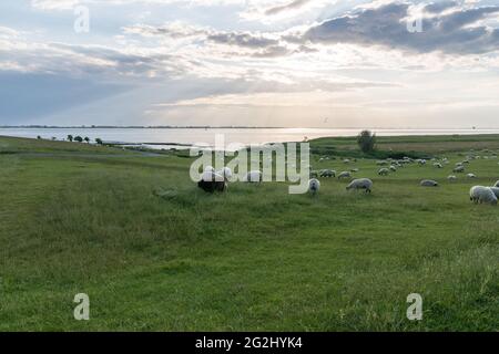 Schafe auf dem Deich in Glückstadt an der Glückstädter Fähre, Wischhafen, Elbe, Nordsee, Norddeutschland, Niedersachsen. Stockfoto