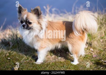 Langhaarige Chihuahua, junger Mann, von der Seite gesehen Stockfoto