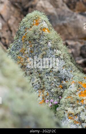 Gesteine überwuchert mit Flechten an der Pointe de Pern, Île d´Ouessant Frankreich, Bretagne, Departement Finistère Stockfoto