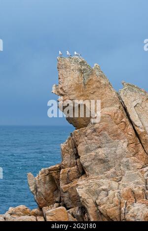 Möwen auf den Felsen bei Pointe de Créac'h, Île d´Ouessant, Frankreich, Bretagne, Departement Finistère Stockfoto