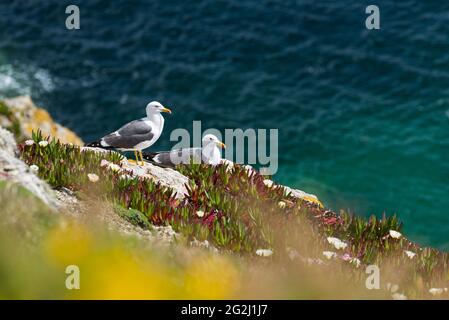 Zwei Möwen an der Steilküste von Port Andro, Locmaria, Belle-Ile-en-Mer, Frankreich, Bretagne, Abteilung Morbihan Stockfoto