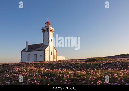 Leuchtturm Les Poulains im Abendlicht, Wiese mit blühenden Nelken, Pointe des Poulains, Belle-Ile-en-Mer, Frankreich, Bretagne, Abteilung Morbihan Stockfoto