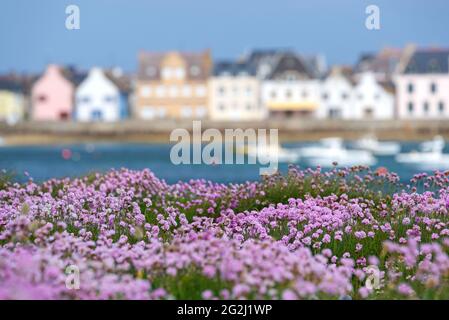 Île de sein, Nelken, im Hintergrund die bunten Häuser der Insel, Frankreich, Bretagne, Finistère Stockfoto