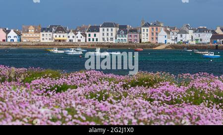 Île de sein, blühende Nelken, bunte Häuser am Hafen, Frankreich, Bretagne, Departement Finistère Stockfoto