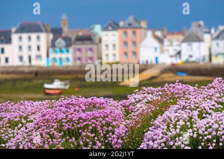 Île de sein, Nelken, im Hintergrund die bunten Häuser der Insel, Frankreich, Bretagne, Finistère Stockfoto