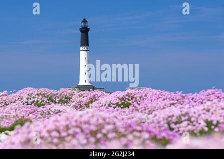 Île de sein, Teppich blühender Nelken am Leuchtturm 'Grand Phare de l´Île de sein', Frankreich, Bretagne, Departement Finistère Stockfoto